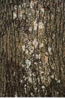 tree bark 0002